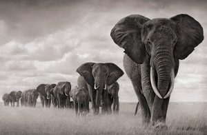 Elephant Dreams 02