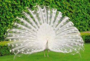 Peacock dreams 03