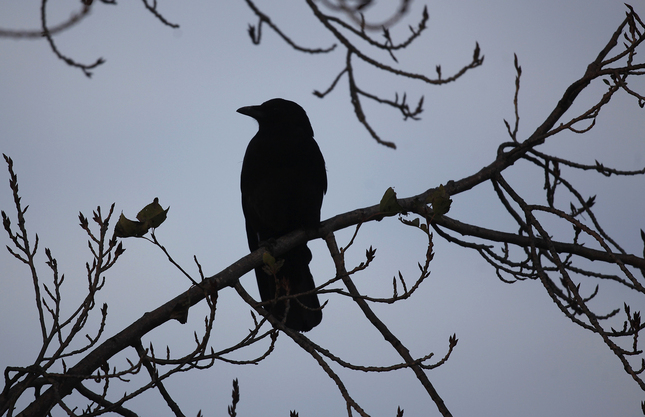 Crows gather in the trees late Tuesday afternoon, Feb. 10, 2015, in Redwood Shores, Calif. (Karl Mondon/Bay Area News Group)