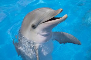 dolphin dreams 02