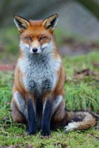fox dreams 03