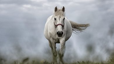 Photo of Horse – Dreams Interpretation