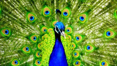 Photo of Peacock- Dreams Interpretation
